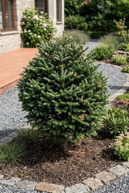 Abies koreana Bol