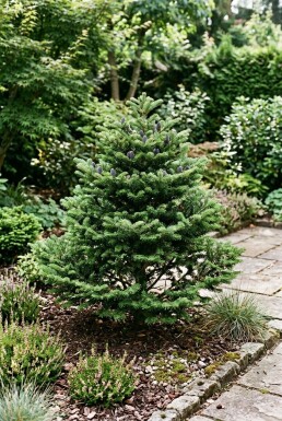 Abies koreana 'Brillant' Struik