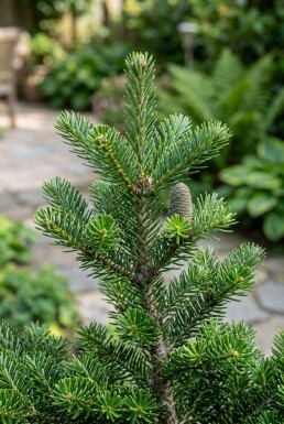 Abies koreana 'Brillant' Struik