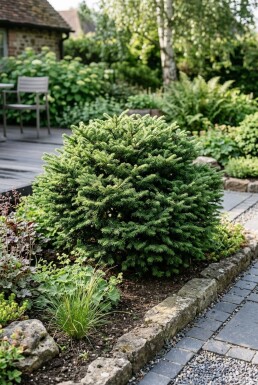 Abies koreana 'Cis' Struik