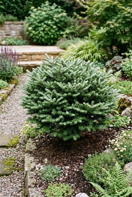 Abies koreana 'Kohout's Icebreaker' Struik
