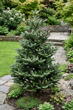 Abies koreana 'Silberlocke' Struik