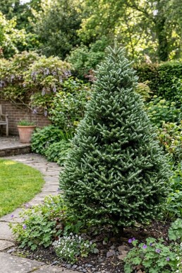 Abies koreana 'Silberlocke' Struik