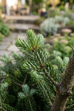 Abies koreana 'Silberlocke' Struik