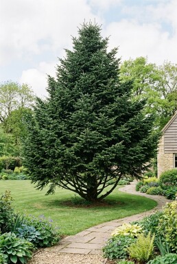 Abies nordmanniana Struik