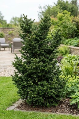 Abies nordmanniana 'Dobrichovice' Struik