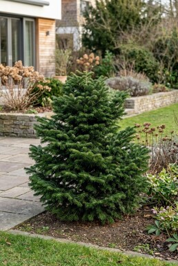 Abies nordmanniana 'Dobrichovice' Struik
