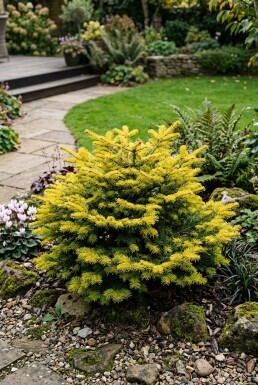 Abies nordmanniana 'Golden Spreader' Struik