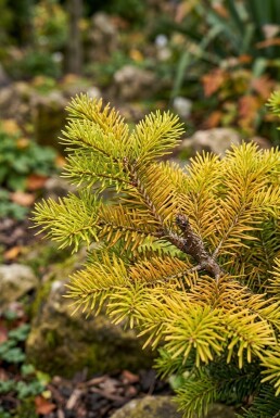 Abies nordmanniana 'Golden Spreader' Struik