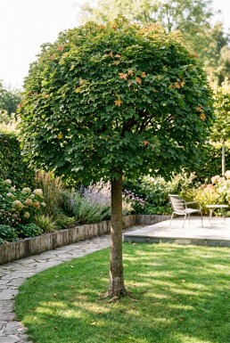 Acer campestre 'Nanum' Halfstam