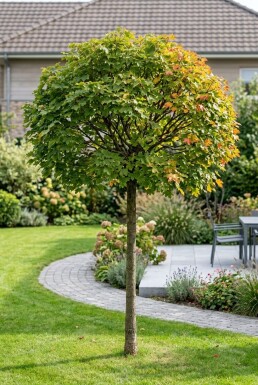 Acer campestre 'Nanum' Halfstam