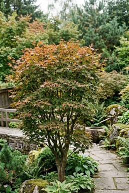 Acer palmatum 'Brown Sugar' Struik