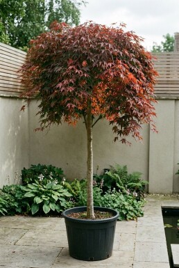 Acer palmatum 'Cascade Ruby' op stam