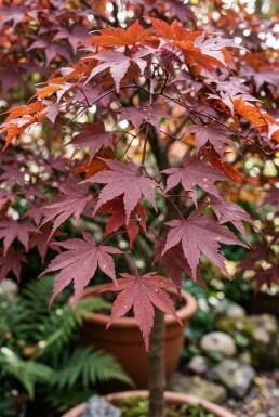 Acer palmatum 'Cascade Ruby' op stam