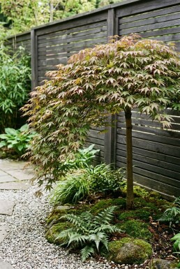 Acer palmatum 'Cascade Ruby' op stam