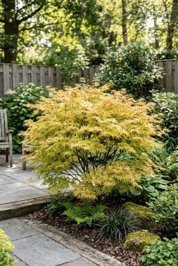 Acer palmatum 'Dissectum Flavescens' Struik