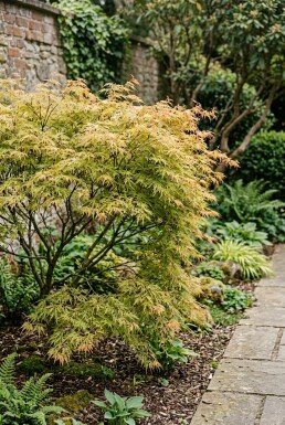 Acer palmatum 'Dissectum Flavescens' Struik