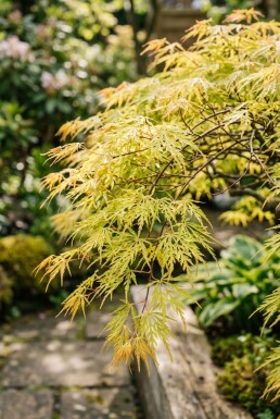 Acer palmatum 'Dissectum Flavescens' Struik
