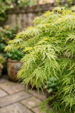Acer palmatum 'Dissectum Viridis' Halfstam