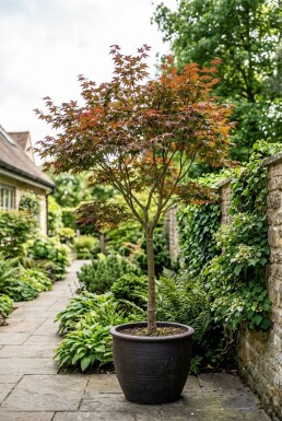 Acer palmatum 'Fireglow' op stam