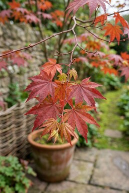 Acer palmatum 'Fireglow' op stam