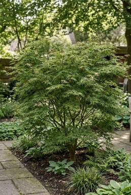 Acer palmatum 'Green Lace'