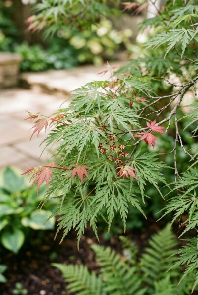Acer palmatum 'Green Lace'