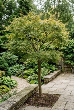 Acer palmatum 'Green Lace' op stam