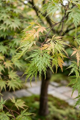 Acer palmatum 'Green Lace' op stam