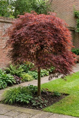 Acer palmatum 'Inaba-shidare' op stam
