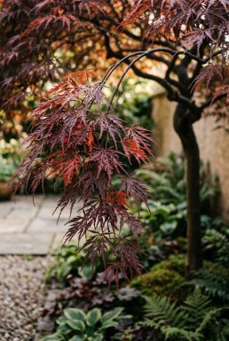 Acer palmatum 'Inaba-shidare' op stam