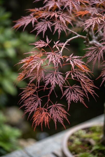 Acer palmatum 'Inaba-shidare' gestokt