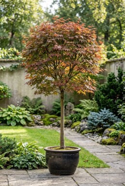 Acer palmatum 'Jerre Schwartz' op stam
