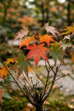 Acer palmatum 'Jerre Schwartz' Struik