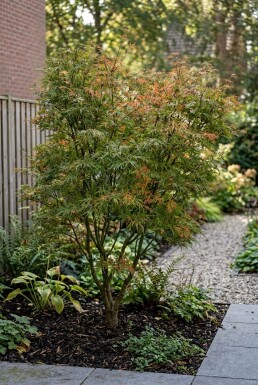Acer palmatum 'Linearilobum' Struik