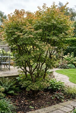 Acer palmatum 'Masu-kagami' Struik