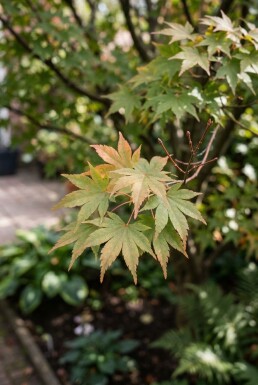 Acer palmatum 'Masu-kagami' Struik