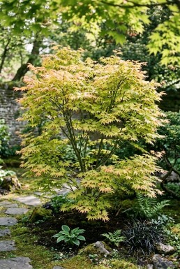 Acer palmatum 'Orange Dream'