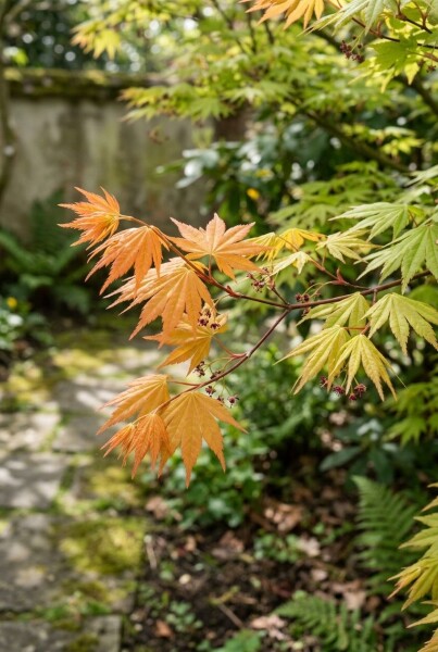 Acer palmatum 'Orange Dream'