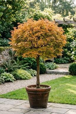 Acer palmatum 'Orange Dream' op stam