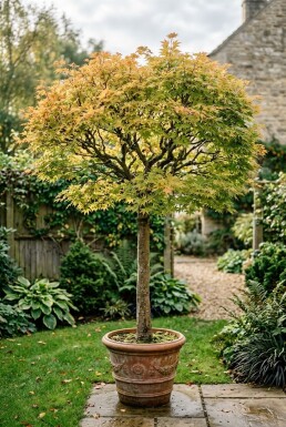 Acer palmatum 'Orange Dream' op stam