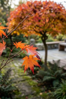 Acer palmatum 'Osakazuki' op stam