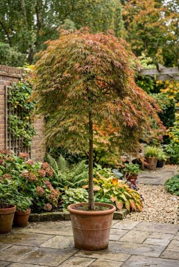 Acer palmatum 'Ryusen' op stam