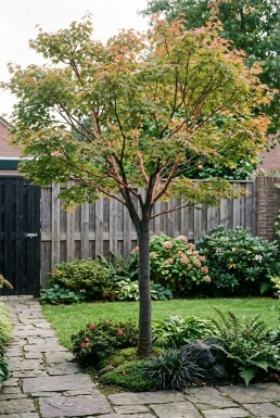 Acer palmatum 'Sangokaku' op stam