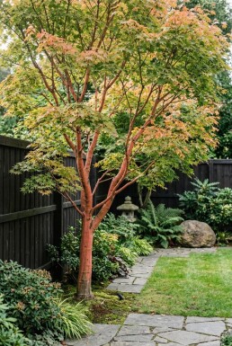 Acer palmatum 'Sangokaku' op stam