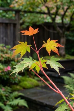 Acer palmatum 'Sangokaku' op stam