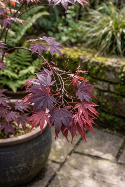 Acer palmatum 'Shaina'