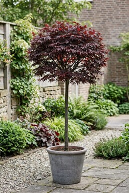 Acer palmatum 'Shaina' op stam