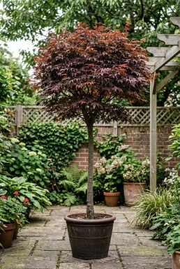 Acer palmatum 'Shaina' op stam