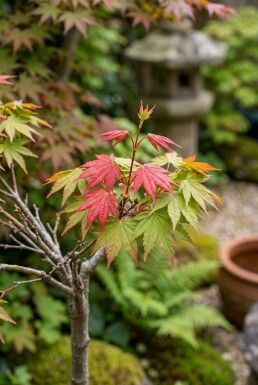 Acer palmatum 'Shin-deshojo' op stam
